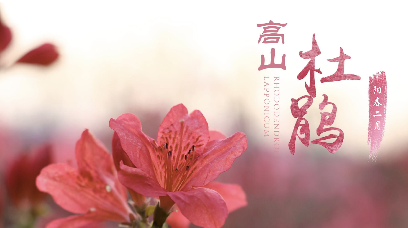 黔西文创-高山杜鹃产品设计案例