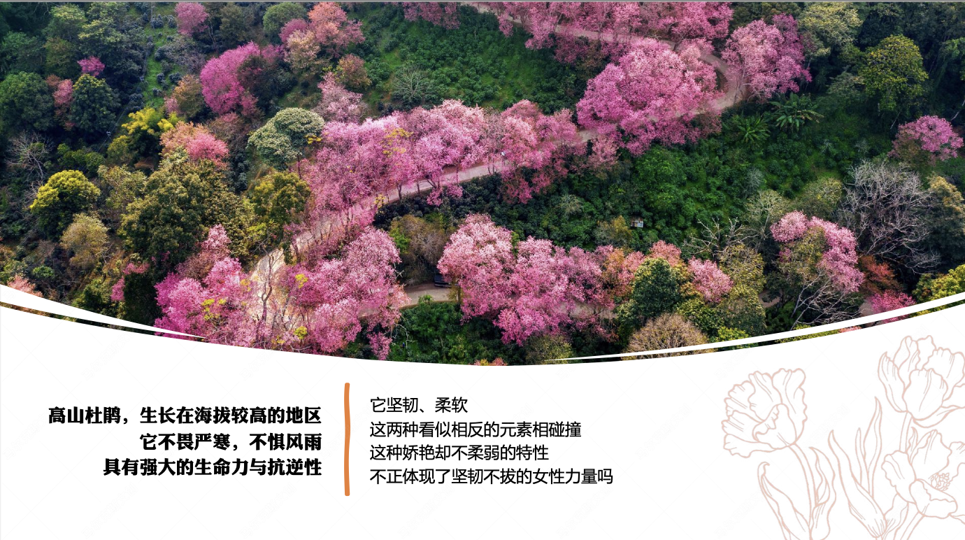 黔西文创-高山杜鹃产品设计案例