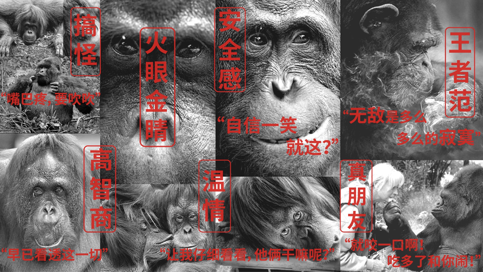 中孚IP形象设计案例赏析