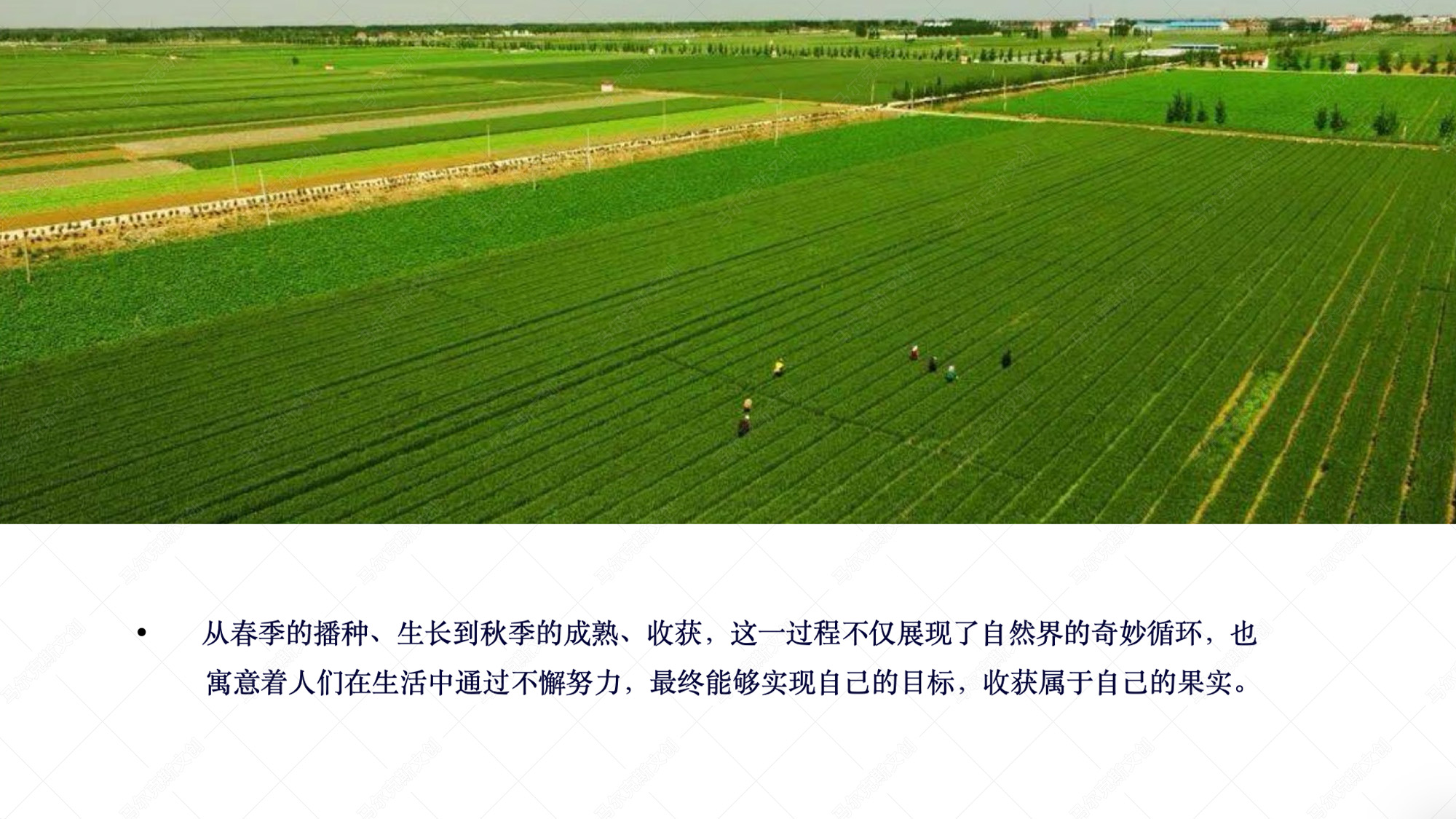 蓼兰优品农产品品牌伴手礼包装设计案例赏析