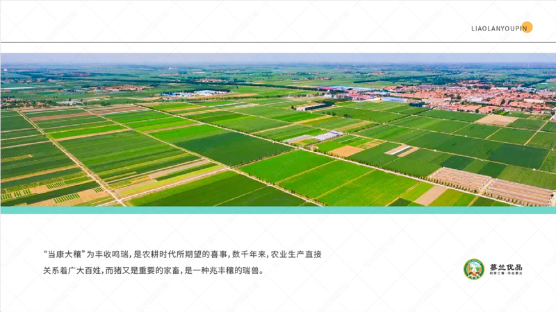 蓼兰优品品牌IP形象当康设计案例赏析