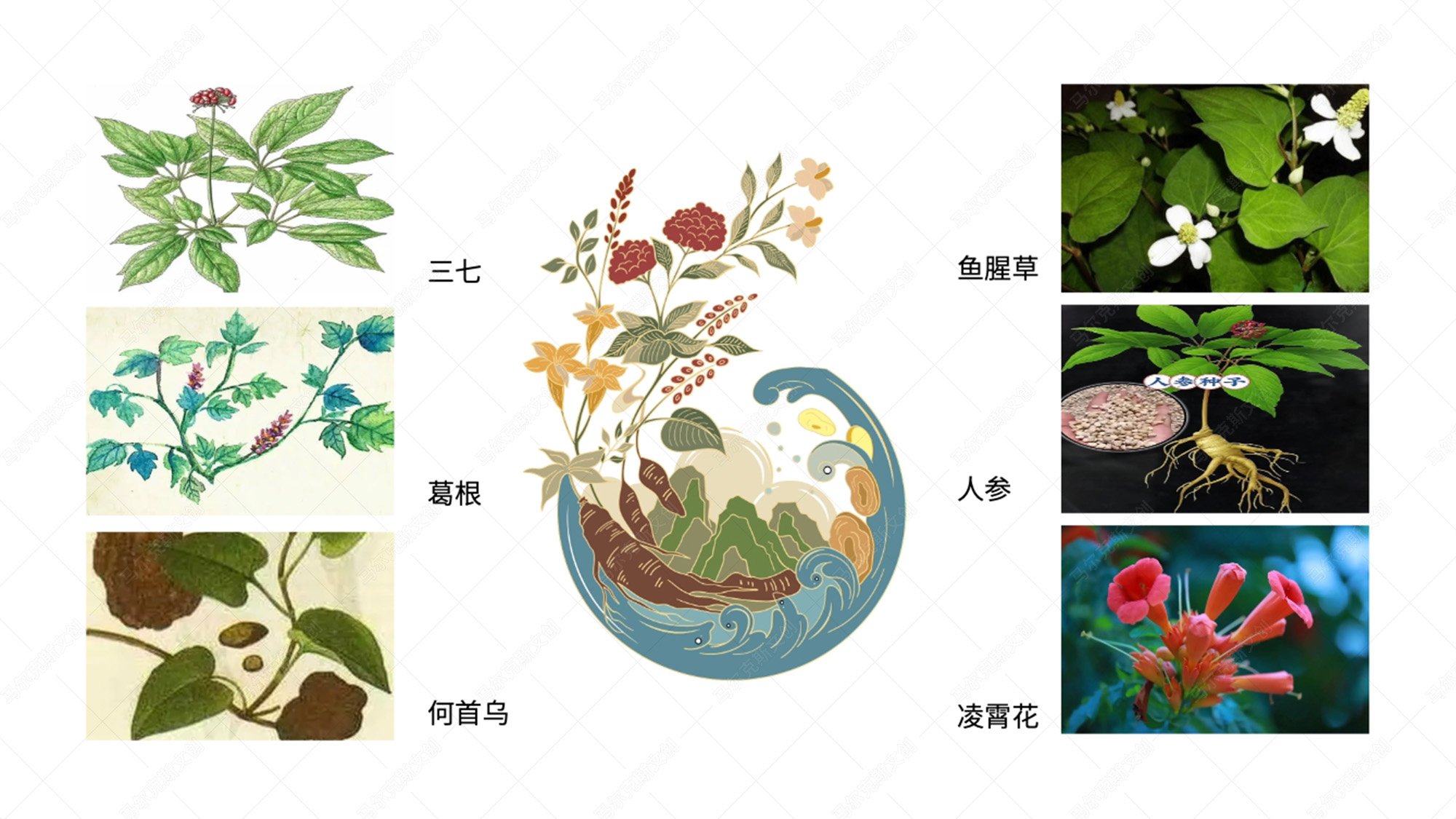 扬子江药业龙参补益膏葫芦罐礼盒套装设计方案